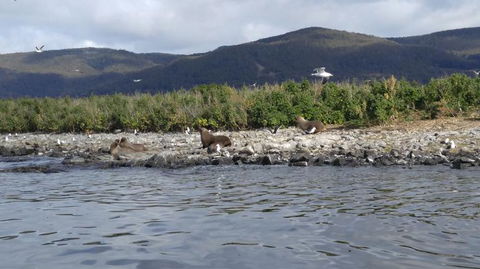Fresh From The Ocean: Tasmanian Seafood Gourmet Full-Day Cruise Including Lunch - Accommodation Perth 11