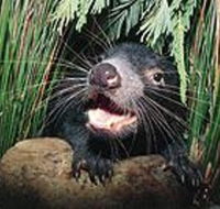 Hobart Shore Excursion Half Day Bonorong Wildlife Park with Richmond Tour - Accommodation Perth
