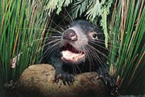 Hobart Shore Excursion: Half Day Bonorong Wildlife Park With Richmond Tour - Accommodation Perth 0