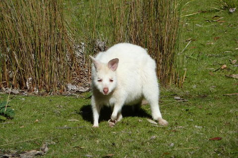 Small-Group Day Trip From Hobart To Bruny Island - Accommodation Perth 7
