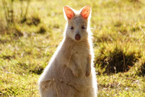 Small-Group Day Trip From Hobart To Bruny Island - Accommodation Perth 2