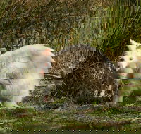 Bruny Island premium private photo-oriented day tour from Hobart - Accommodation Perth