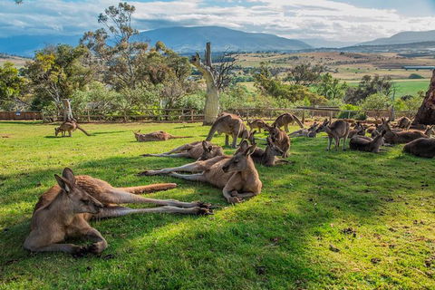 Shore Excursion: Hobart's Best In Half A Day - Accommodation Perth 0