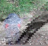 South East Food Sightseeing Private Tour with the Tasmanian Devil Unzoo - Perth Resorts