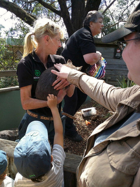 Private Bonorong Wildlife Sanctuary And Richmond 5 Hour Trip From Hobart - Perth Resorts 5