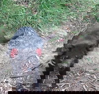 Private Bonorong Wildlife Sanctuary and Richmond 5 Hour Trip from Hobart - Perth Resorts