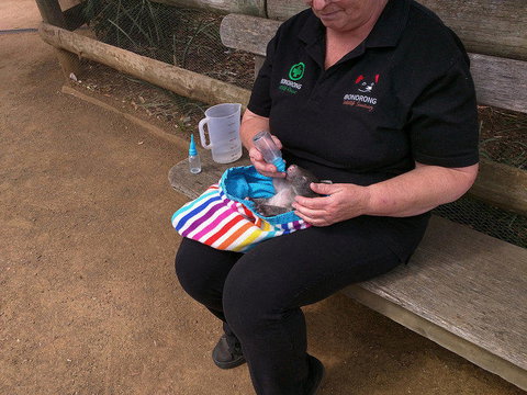 Private Bonorong Wildlife Sanctuary And Richmond 5 Hour Trip From Hobart - Perth Resorts 2