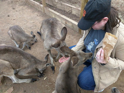 Private Bonorong Wildlife Sanctuary And Richmond 5 Hour Trip From Hobart - Perth Resorts 3
