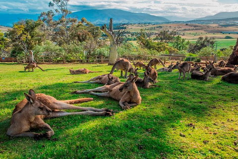 Five Of Hobart's Best In One Day - Perth Resorts 1