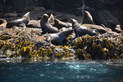 Full-Day Bruny Island Tour From Hobart - Perth Resorts 15