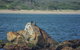 Gordon River Cruise Departing From Strahan - thumb 11
