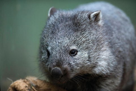 Small-group Tour From Hobart: Derwent River Valley And Coal River Valley - Accommodation Perth 3