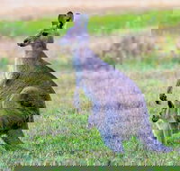 Bonorong Wildlife Park Richmond Village Hobart Highlights - Accommodation Perth