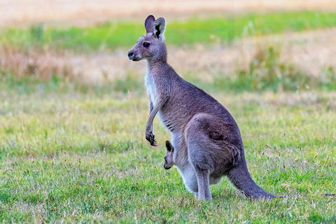 Bonorong Wildlife Park, Richmond Village, Hobart Highlights - Accommodation Perth 0