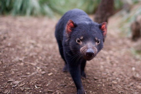 Bonorong Wildlife Park, Richmond Village, Hobart Highlights - Accommodation Perth 5