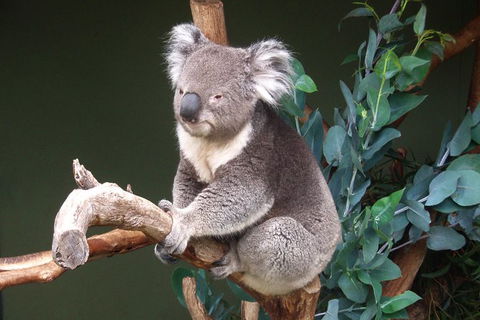 Bonorong Wildlife Park, Richmond Village, Hobart Highlights - Accommodation Perth 4