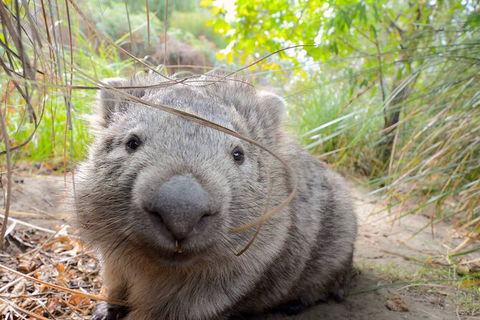 Maria Island Cruise + Walk. Renowned Day Tour With Drinks And Guided Walk - Accommodation Perth 6