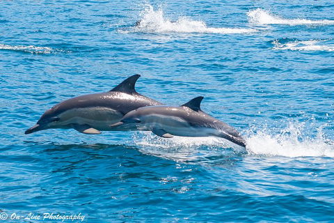 Maria Island Cruise + Walk. Renowned Day Tour With Drinks And Guided Walk - Accommodation Perth 14