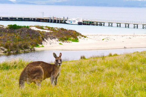Maria Island Cruise + Walk. Renowned Day Tour With Drinks And Guided Walk - Accommodation Perth 12
