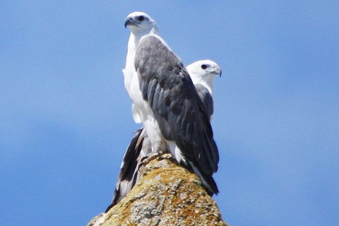 Maria Island Cruise + Walk. Renowned Day Tour With Drinks And Guided Walk - Accommodation Perth 3