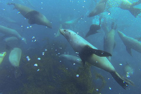 Maria Island Cruise + Walk. Renowned Day Tour With Drinks And Guided Walk - Accommodation Perth 8