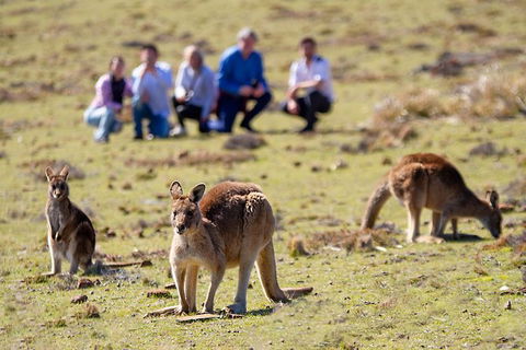 Wineglass Bay And Maria Island Wildlife Scenic Flight From Hobart - Accommodation Perth 1