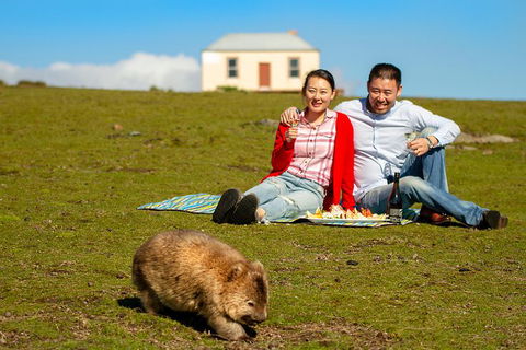 Wineglass Bay And Maria Island Wildlife Scenic Flight From Hobart - Accommodation Perth 0