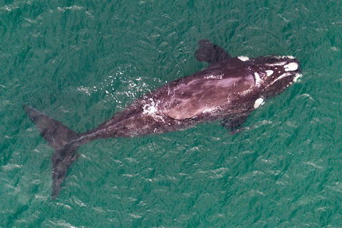 Wineglass Bay And Maria Island Wildlife Scenic Flight From Hobart - Accommodation Perth 12