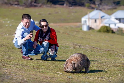 Wineglass Bay And Maria Island Wildlife Scenic Flight From Hobart - Accommodation Perth 4