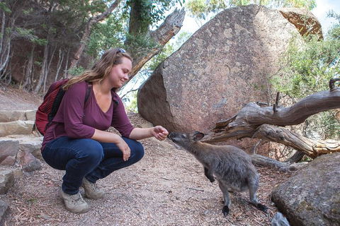 Active Day Tour One-Way From Hobart To Launceston With Wineglass Bay - Accommodation Perth 9