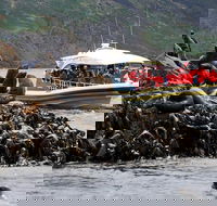 3-Hour Bruny Island Cruise from Adventure Bay - Accommodation Perth