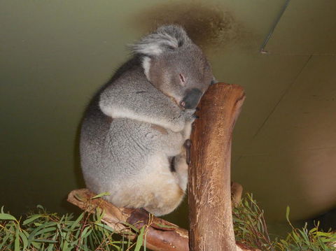 Cruise Ship Special Ex Hobart: Mt Wellington, Richmond, Bonorong With Free WiFi - Accommodation Perth 13