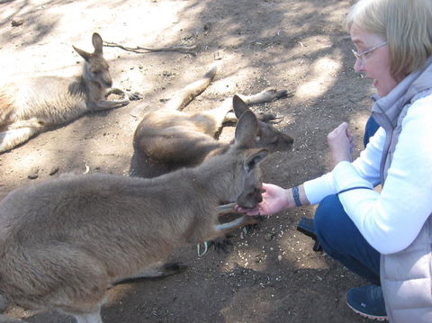 Cruise Ship Special Ex Hobart: Mt Wellington, Richmond, Bonorong With Free WiFi - Accommodation Perth 8