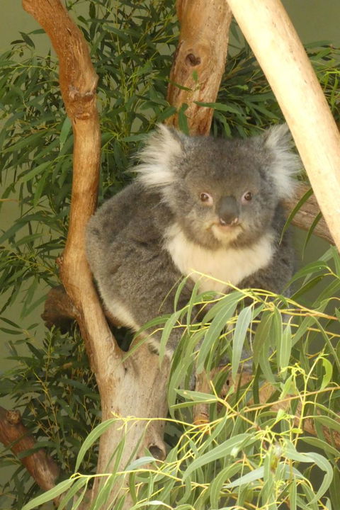 Cruise Ship Special Ex Hobart: Mt Wellington, Richmond, Bonorong With Free WiFi - Accommodation Perth 5