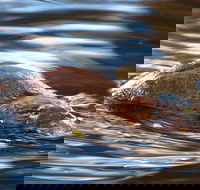 Wild-Platypus 2 hour wildlife tour - Accommodation Perth
