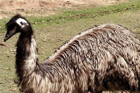 Full-Day Tour In South Australia Highlights - Accommodation Perth 3