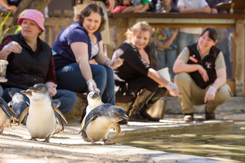 Adelaide Zoo Behind The Scenes Experience: Penguins In Person - Perth Resorts 0