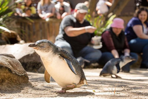 Adelaide Zoo Behind The Scenes Experience: Penguins In Person - Perth Resorts 1