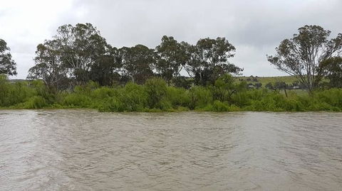 Murray River Riverboat Tour Including Lunch From Adelaide - Accommodation Perth 10