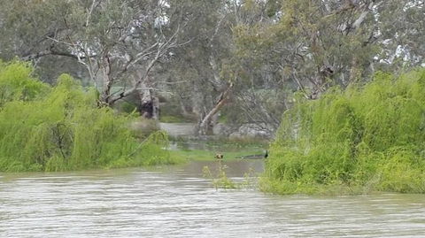 Murray River Riverboat Tour Including Lunch From Adelaide - Accommodation Perth 4
