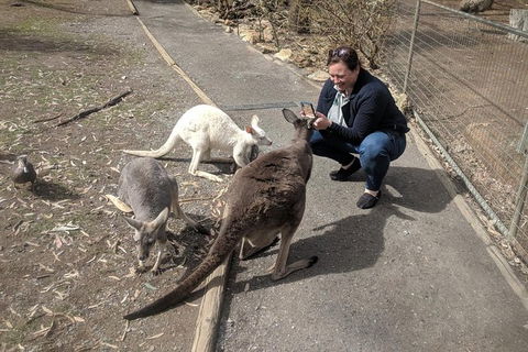 A Taste Of Adelaide And Hahndorf By Car Private Tour. - Accommodation Perth 8