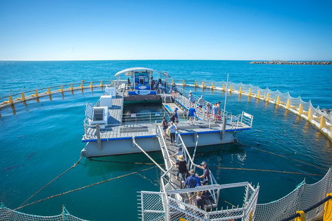 Island Discovery Package - Aquarium Swim & Seafood Tasting Platter - Accommodation Perth 1