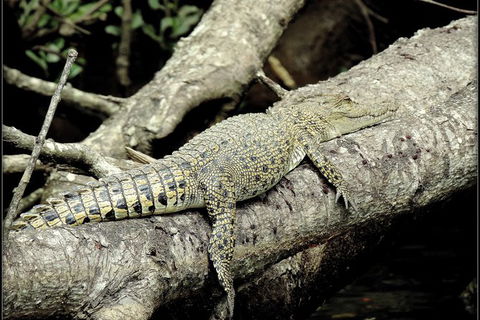 Daintree Rainforest, Cape Tribulation, Mossman Gorge In A Day - Accommodation Perth 4