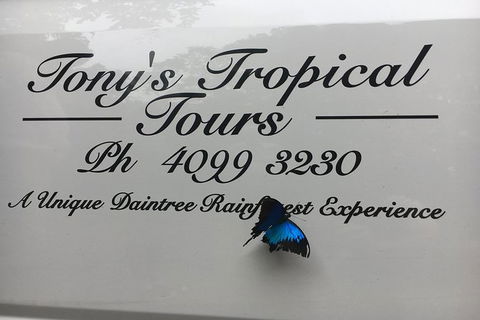 Daintree Rainforest, Cape Tribulation, Mossman Gorge In A Day - Accommodation Perth 7