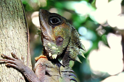 Daintree Rainforest, Cape Tribulation, Mossman Gorge In A Day - Accommodation Perth 8