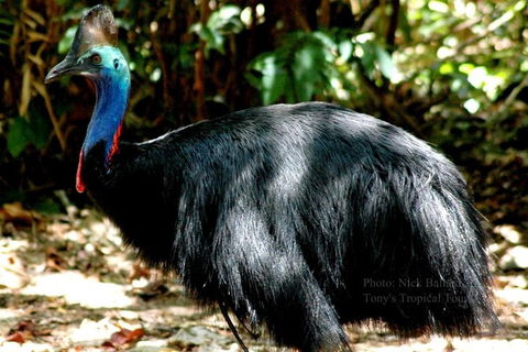 Daintree Rainforest, Cape Tribulation, Mossman Gorge In A Day - Accommodation Perth 3
