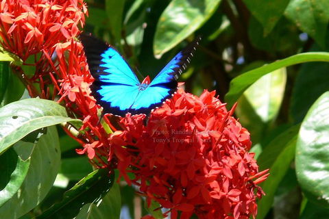 Daintree Rainforest, Cape Tribulation, Mossman Gorge In A Day - Accommodation Perth 9