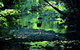 Daintree - Cape Tribulation & Atherton Tablelands Tours From Port Douglas - thumb 1
