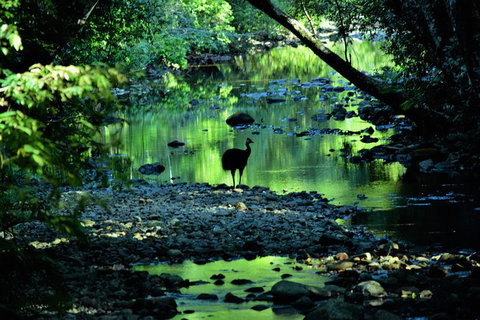 Daintree - Cape Tribulation & Atherton Tablelands Tours From Port Douglas - Accommodation Perth 1