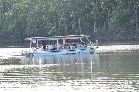 Daintree - Cape Tribulation & Atherton Tablelands Tours From Port Douglas - Accommodation Perth 16